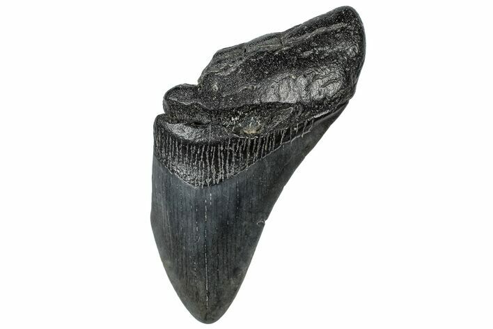 Partial, Fossil Megalodon Tooth - South Carolina #301837